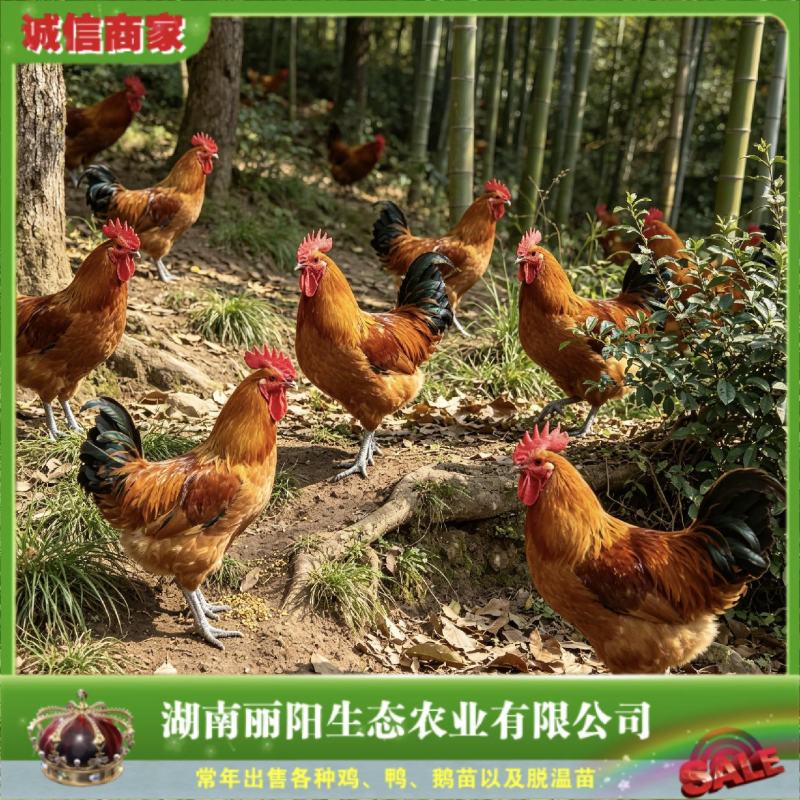 红瑶鸡苗/大红公鸡青脚土鸡高脚鸡/淮南草鸡公苗/厂家直销