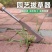 缝隙除草器砖缝取草根庭院除杂草工具人工七字除刀不锈钢拔草