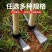 镐斧户外镐登山镐十字镐洋镐羊角锄头采药材挖笋树根农业工具