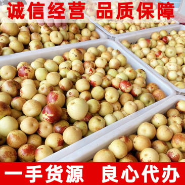 一件代发陕西大荔冬枣对接各大电商平台社区团购批发市场销售