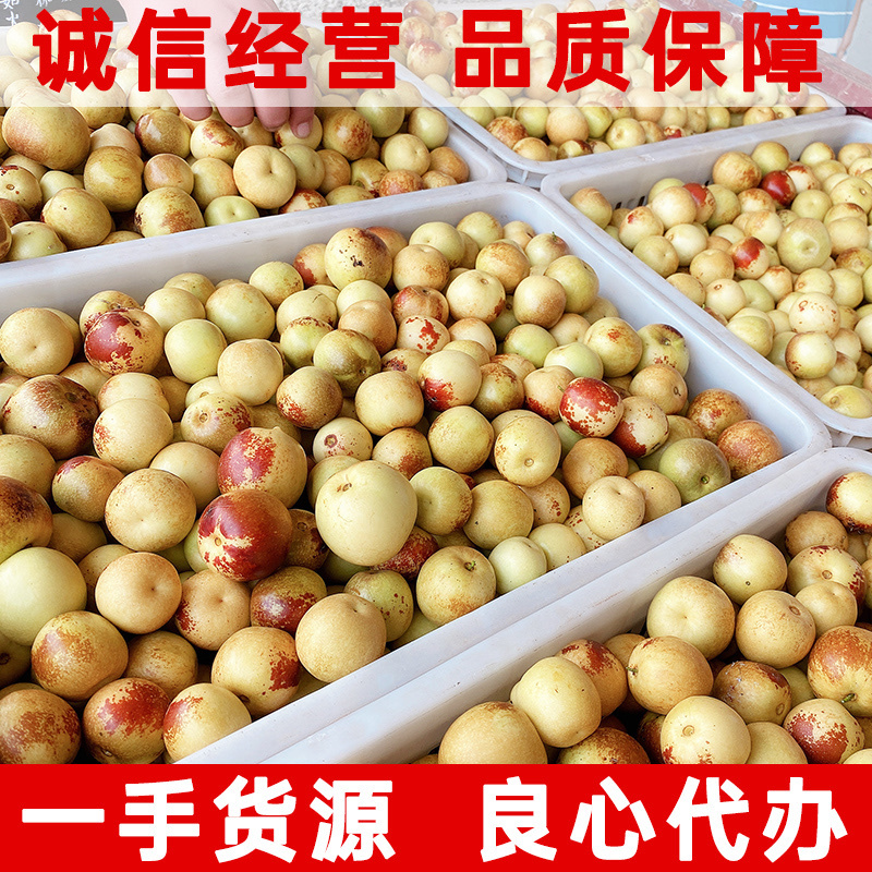 一件代发陕西大荔冬枣对接各大电商平台社区团购批发市场销售