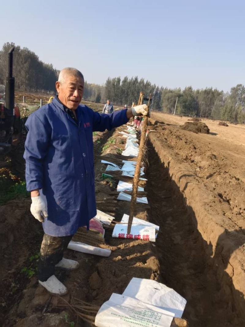 双棒大货