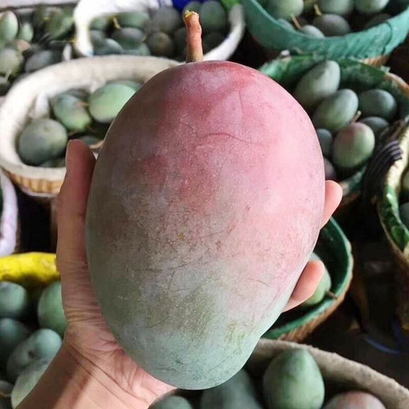 云南凯特芒芒果品质保证诚信经营欢迎联系接商超市场电商