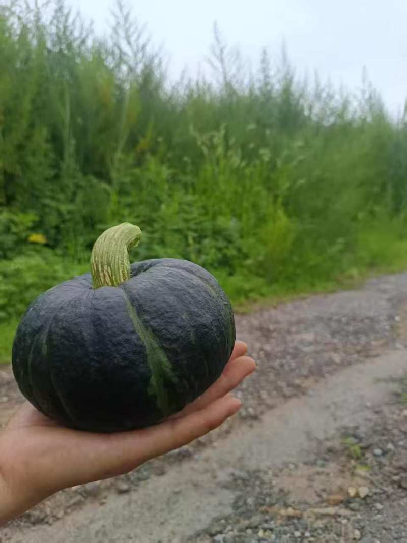 贝贝南瓜