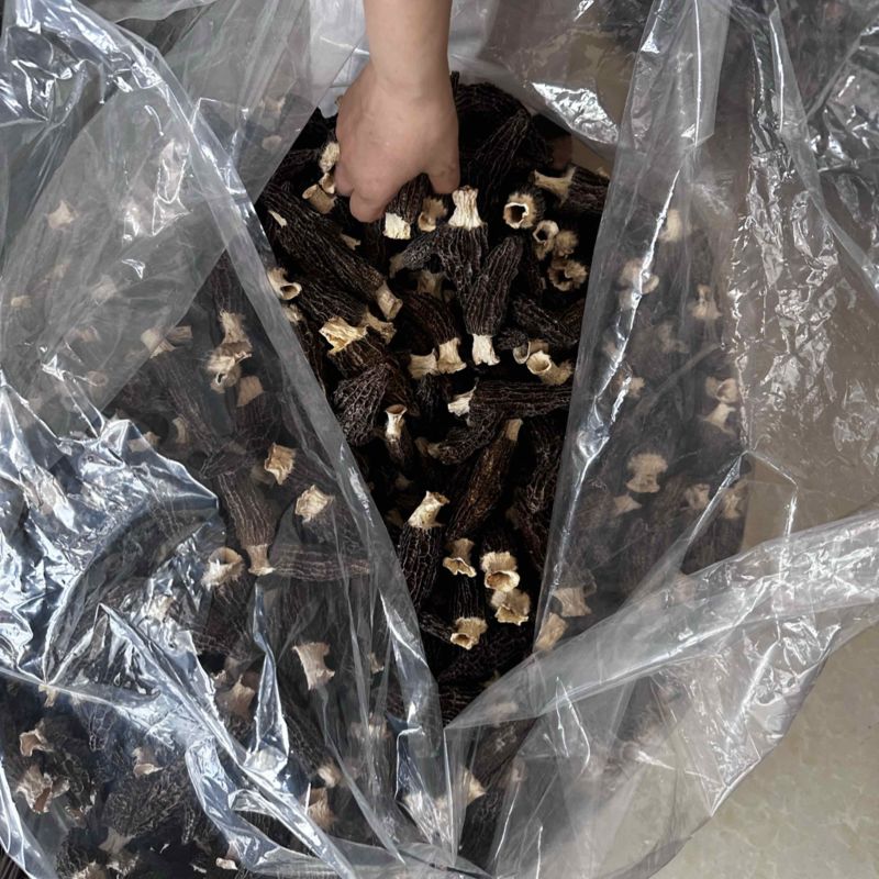 羊肚菌高价货