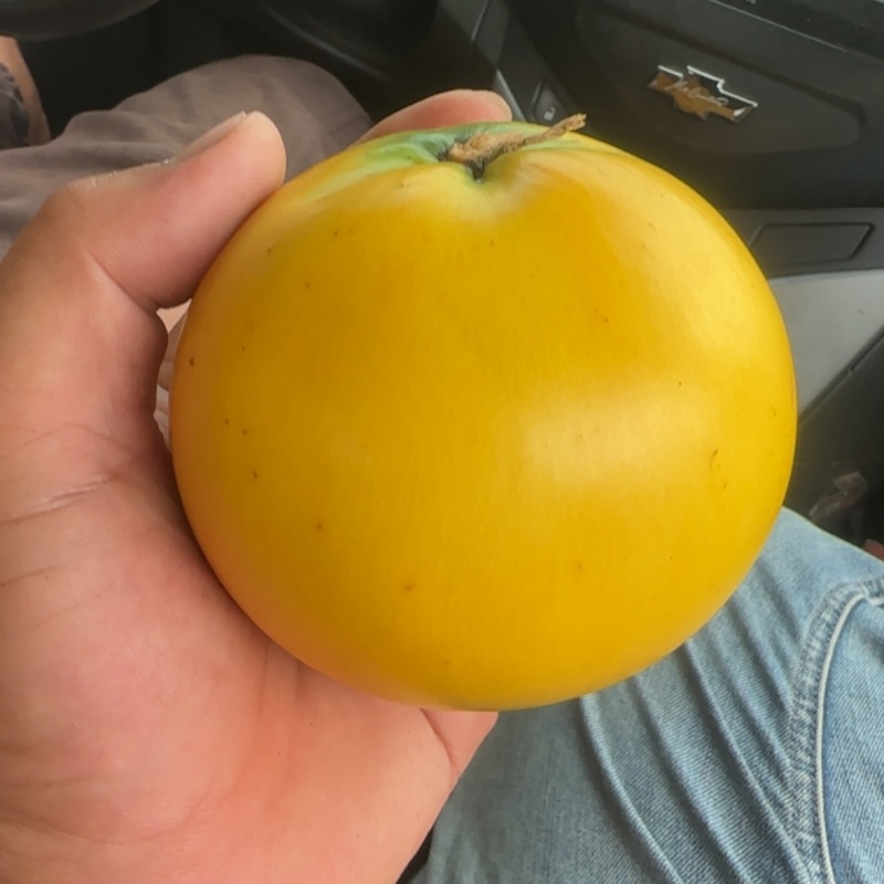 黄晶果