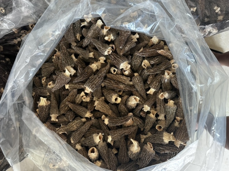 羊肚菌大个头