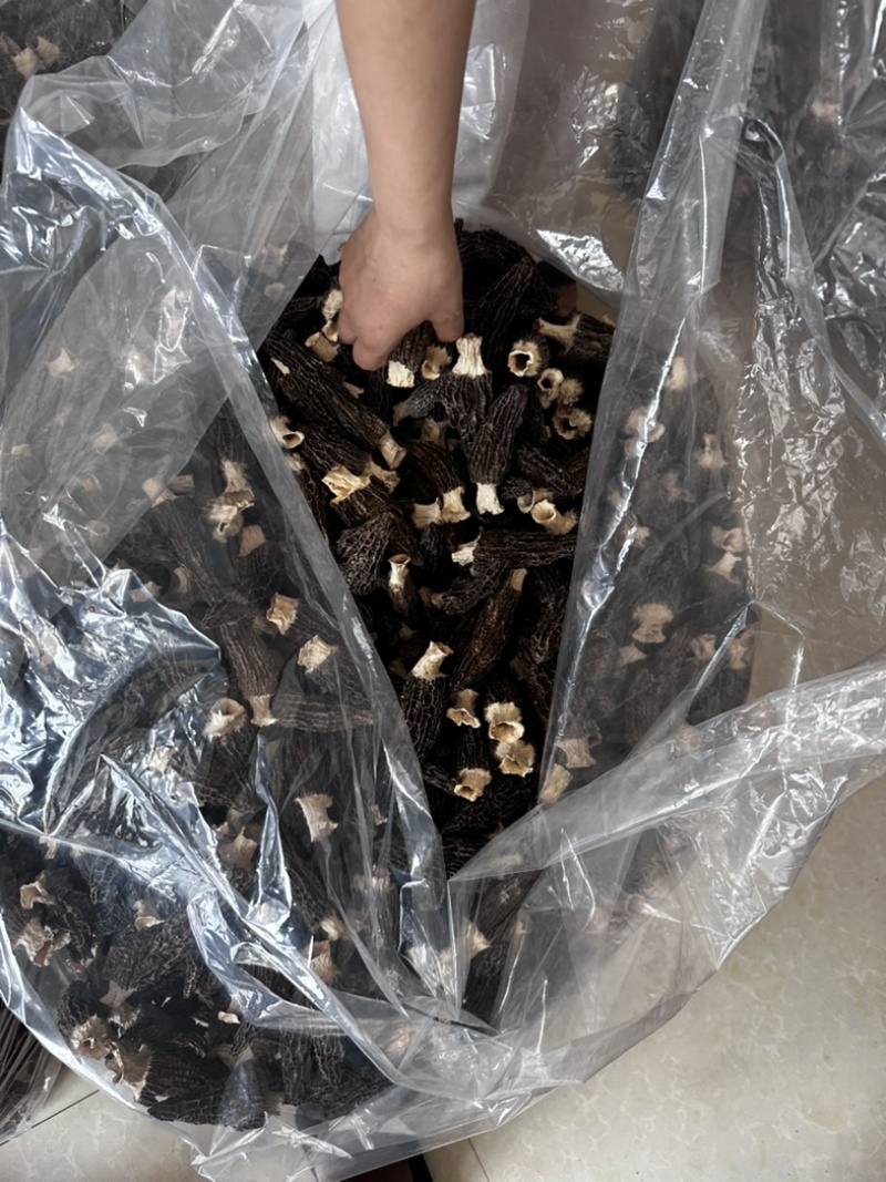 羊肚菌大个头