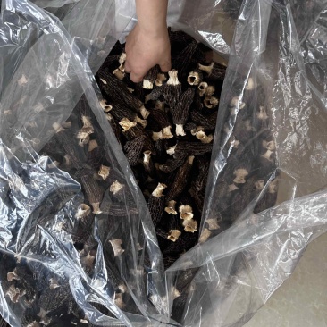 羊肚菌大个头