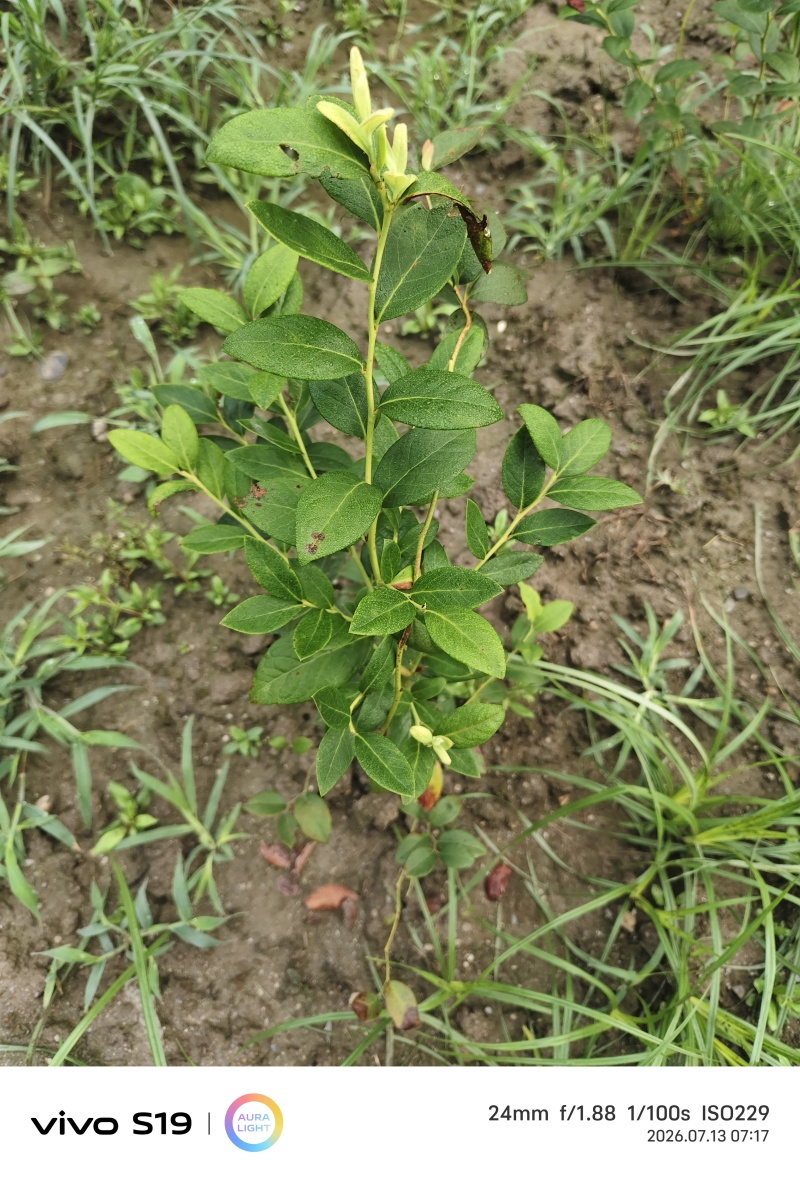 F6蓝莓苗，4年苗，已经挂果了