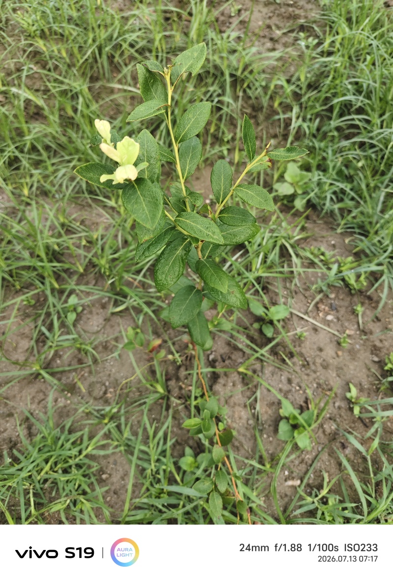 F6蓝莓苗，4年苗，已经挂果了