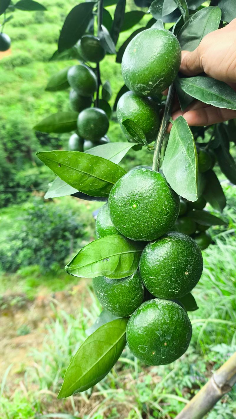 八月蜜橘柑橘柑桔，即将上市