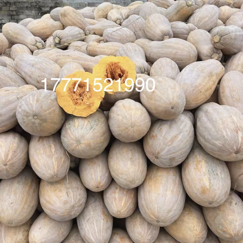 精品金韩蜜本