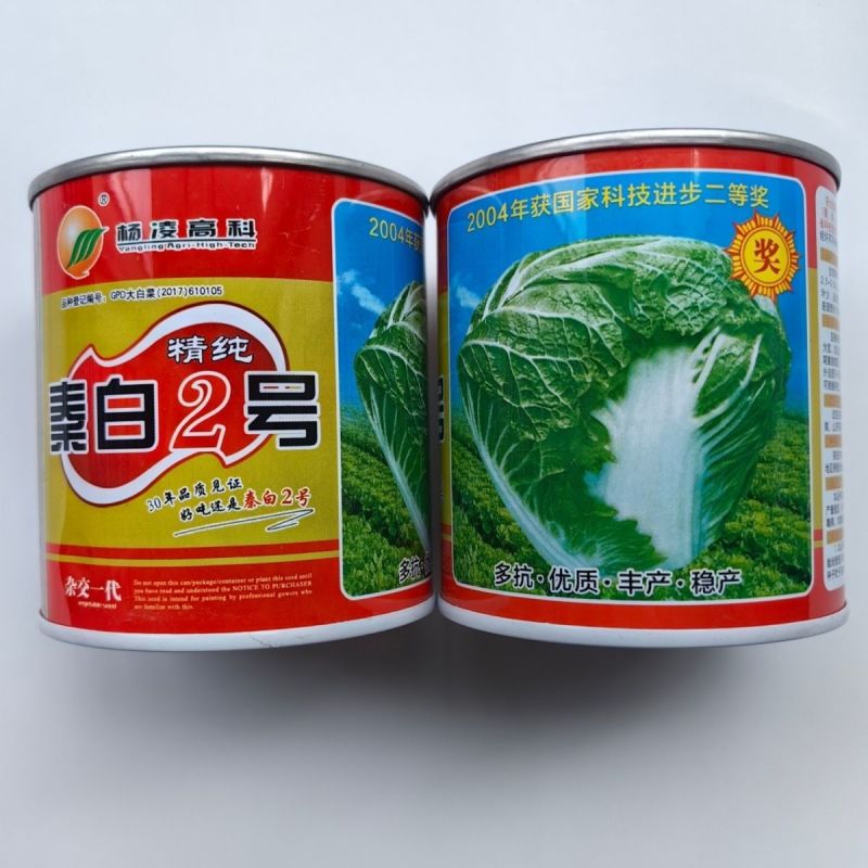 秦白2号大头白菜种子结球紧实矮桩叠抱冬性好外叶少白菜种子