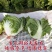 秦白2号大头白菜种子结球紧实矮桩叠抱冬性好外叶少白菜种子
