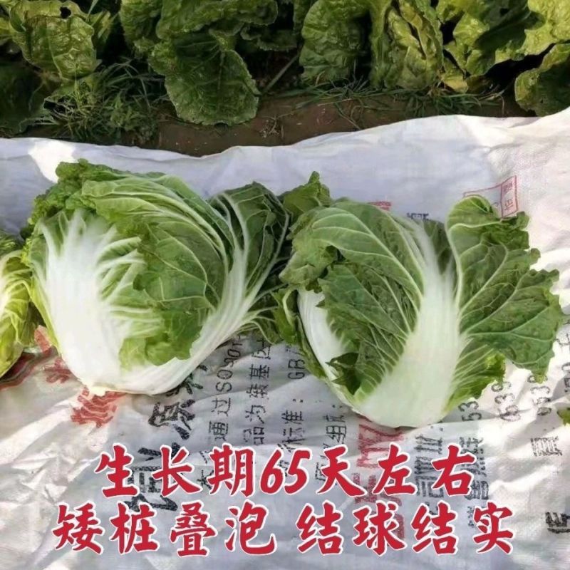 秦白2号大头白菜种子结球紧实矮桩叠抱冬性好外叶少白菜种子