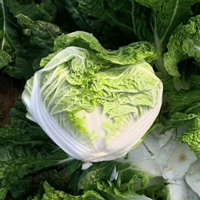 秦白2号大头白菜种子结球紧实矮桩叠抱冬性好外叶少白菜种子