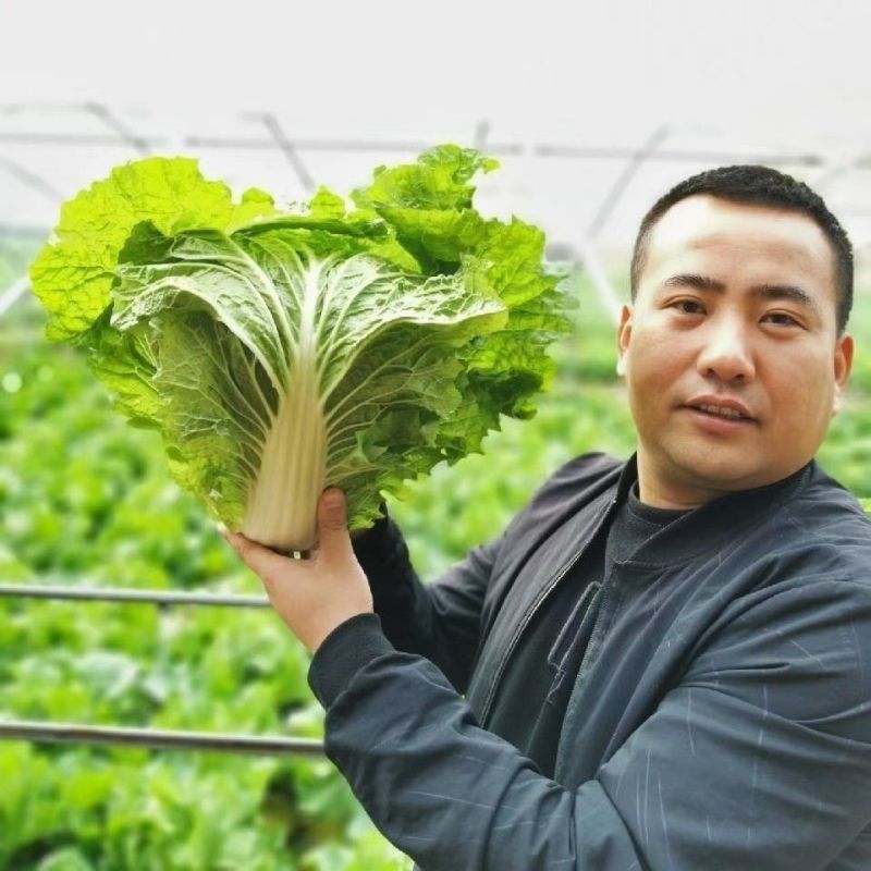 秦白2号大头白菜种子结球紧实矮桩叠抱冬性好外叶少白菜种子