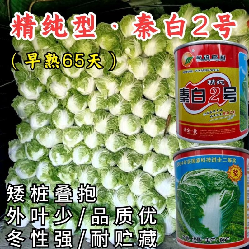 秦白2号大头白菜种子结球紧实矮桩叠抱冬性好外叶少白菜种子