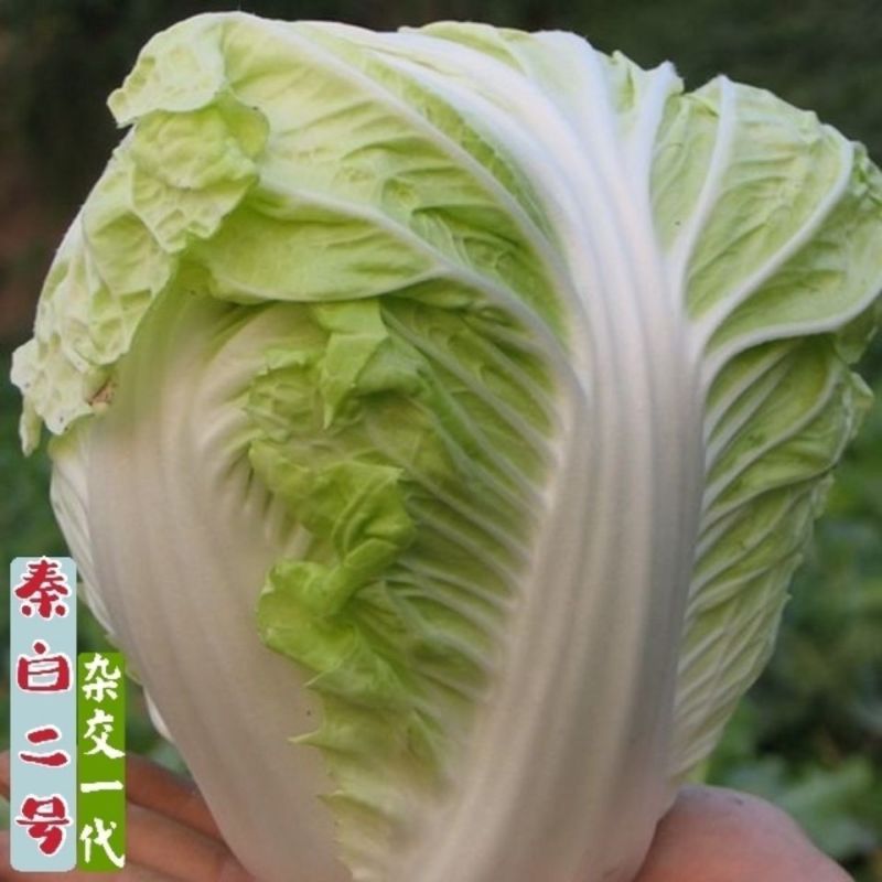 秦白2号大头白菜种子结球紧实矮桩叠抱冬性好外叶少白菜种子