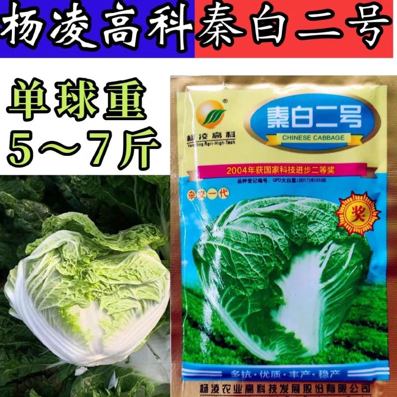 秦白2号大头白菜种子结球紧实矮桩叠抱冬性好外叶少白菜种子