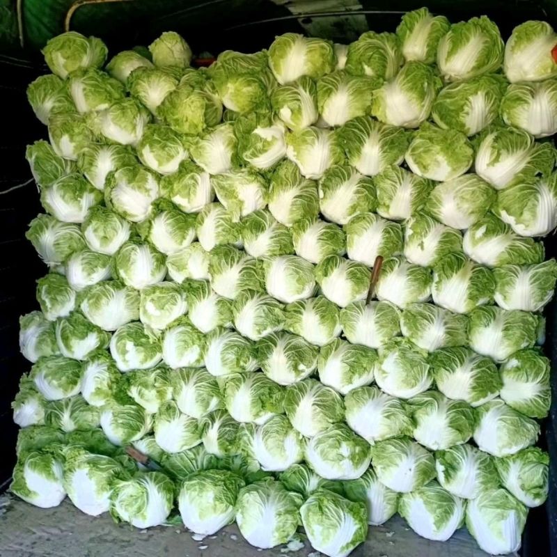 秦白2号大头白菜种子结球紧实矮桩叠抱冬性好外叶少白菜种子