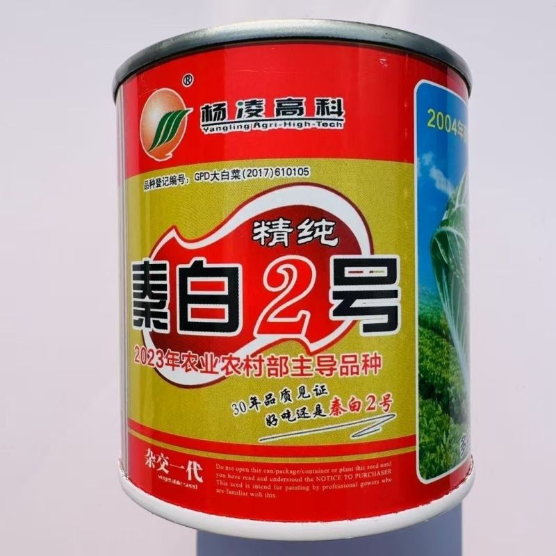 秦白2号大头白菜种子结球紧实矮桩叠抱冬性好外叶少白菜种子