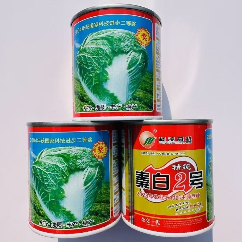 秦白2号大头白菜种子结球紧实矮桩叠抱冬性好外叶少白菜种子