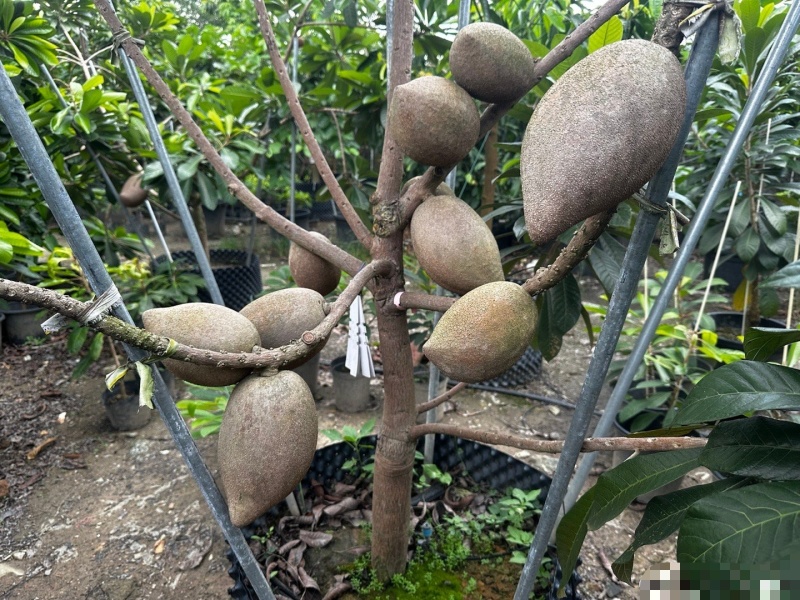 妈咪果树苗