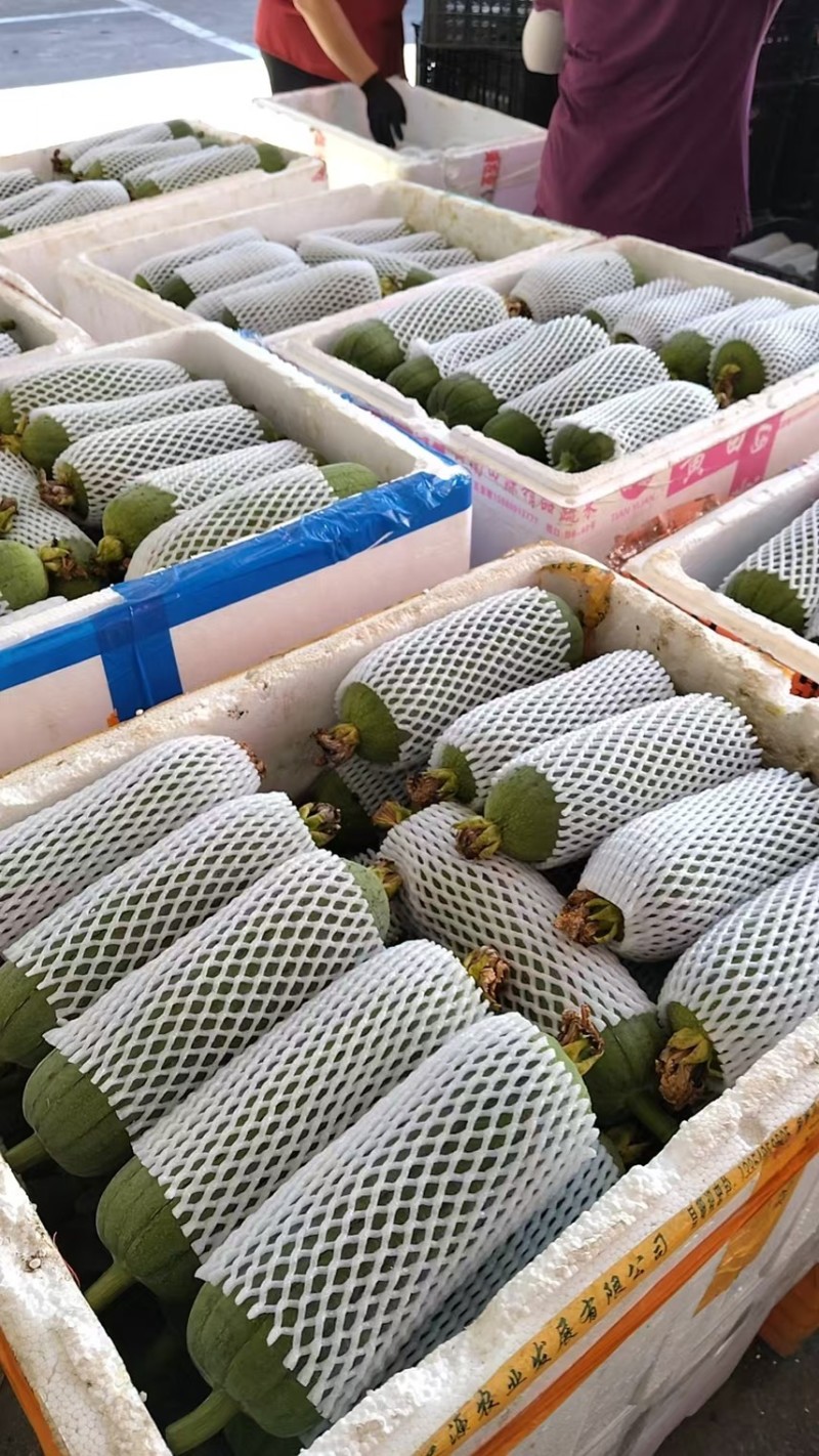 肉丝瓜、基地直供、品质上乘、全国发货