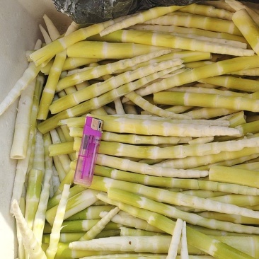水竹笋最后5顿