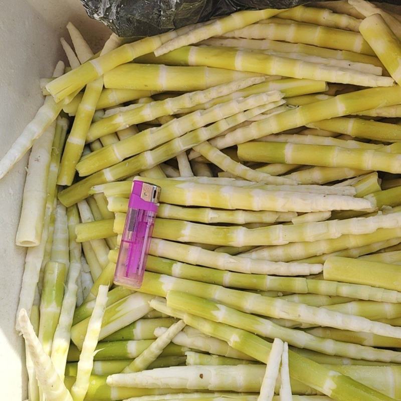水竹笋最后5顿