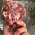 河北满肉羊棒骨