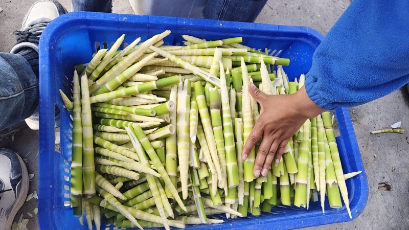 水竹笋最后5顿