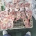 二级老鸡排腿