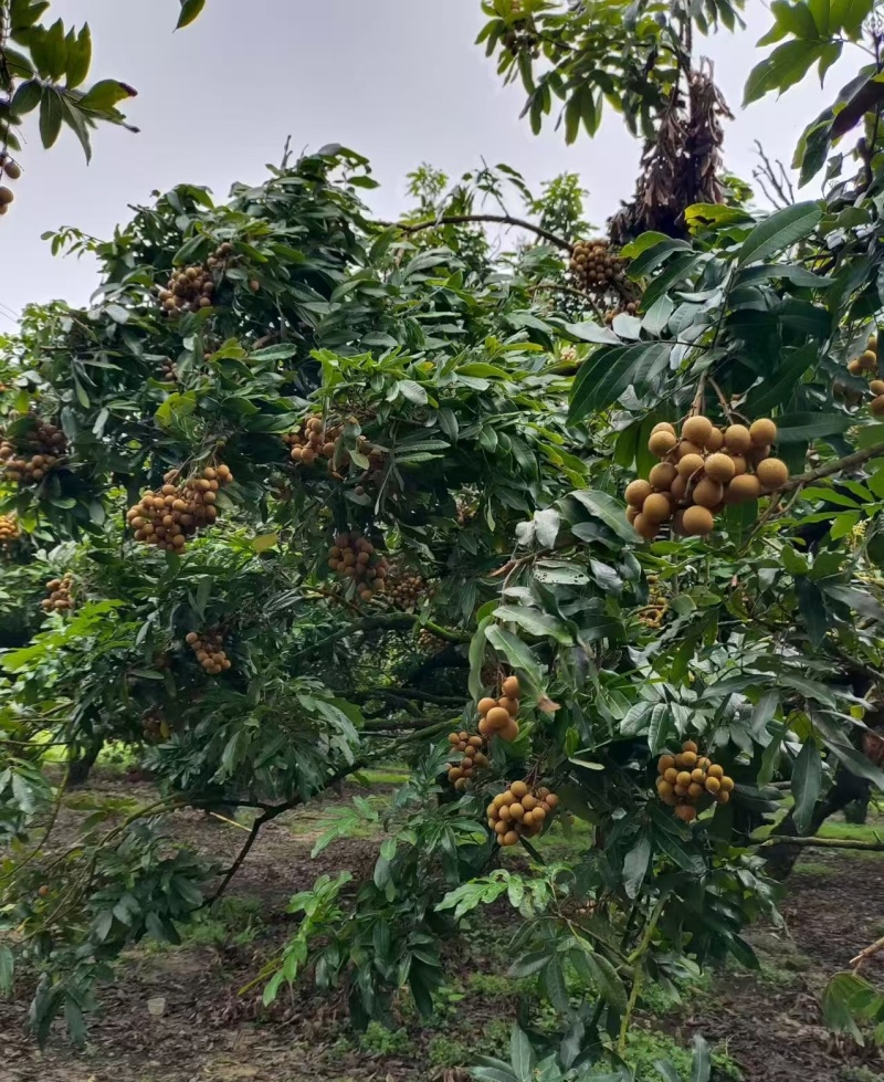 广东茂名储良龙眼产地直发大量现货供应批发