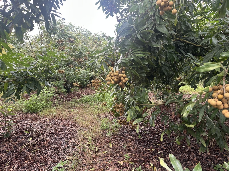 广东茂名储良龙眼产地直发大量现货供应批发