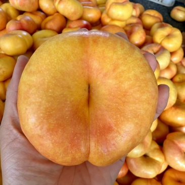 蒙阴蜜桃