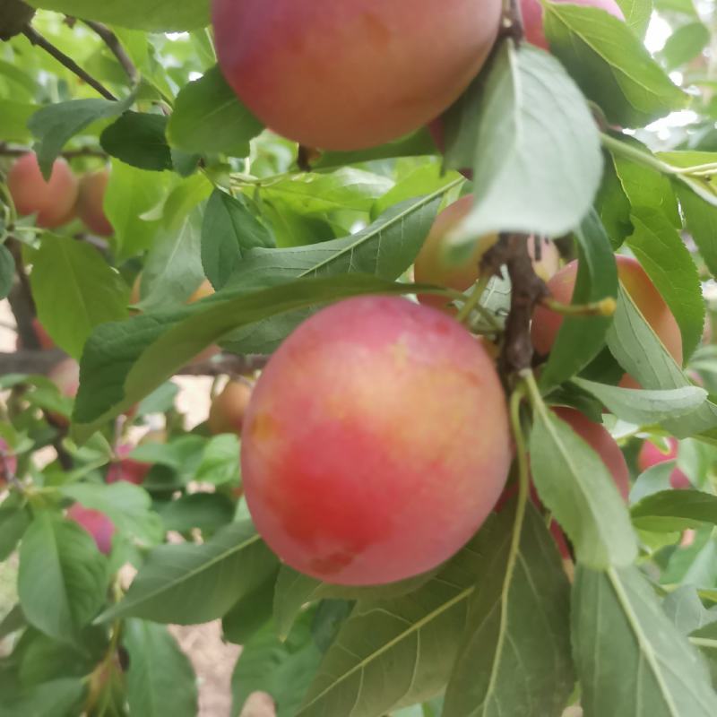 早熟甘肃地区茵红李