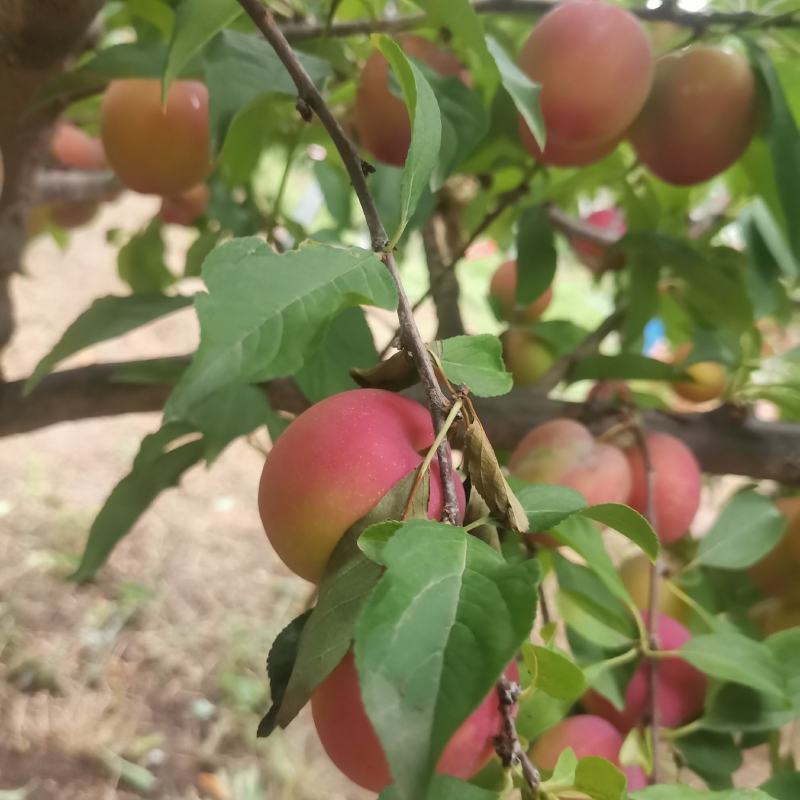 早熟甘肃地区茵红李