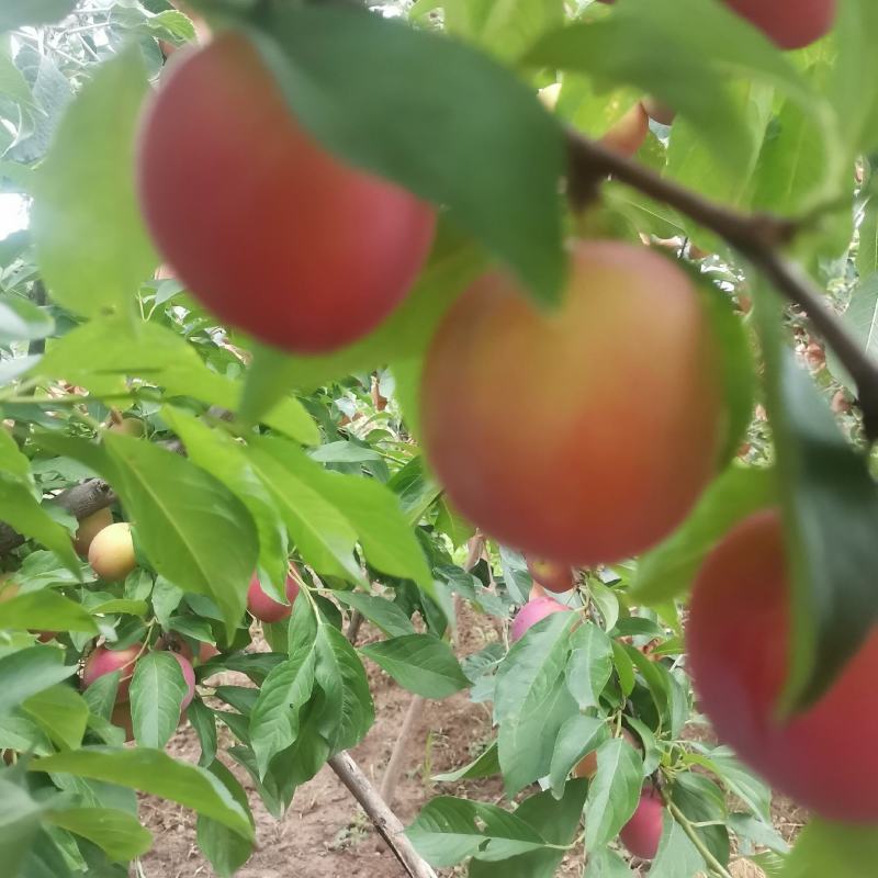 早熟甘肃地区茵红李