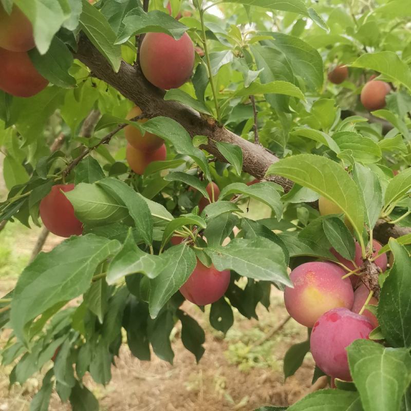 早熟甘肃地区茵红李