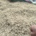 四川05版麦冬