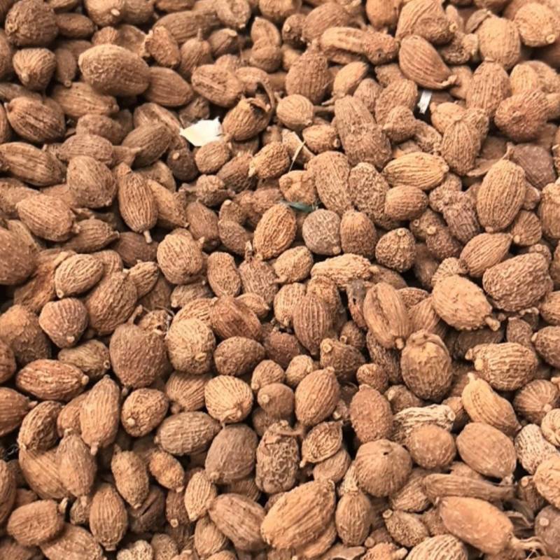 砂仁中药材正宗精选500g非春砂仁毛香料沙仁米煲汤泡茶