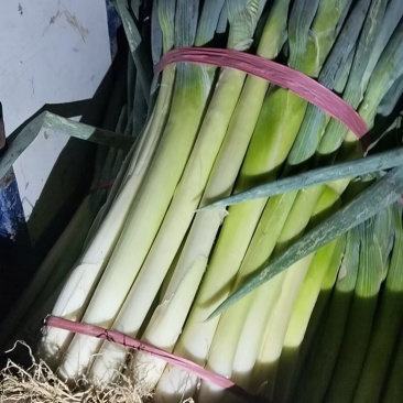 地膜葱