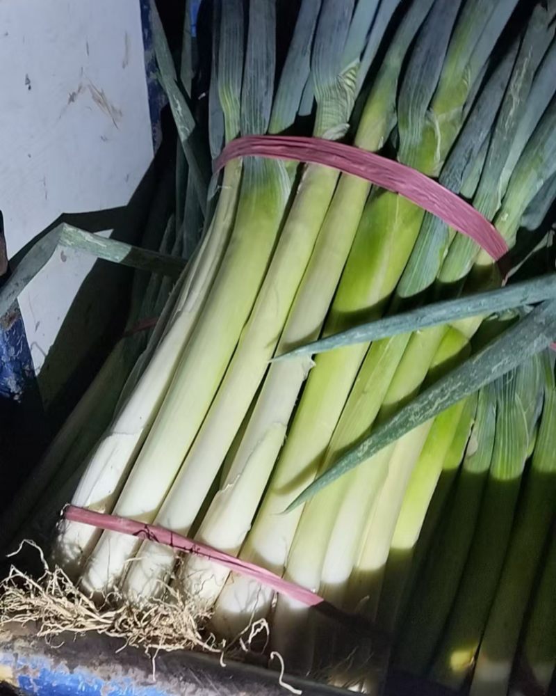 地膜葱