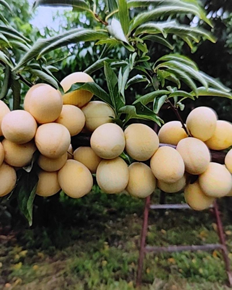 金西梅