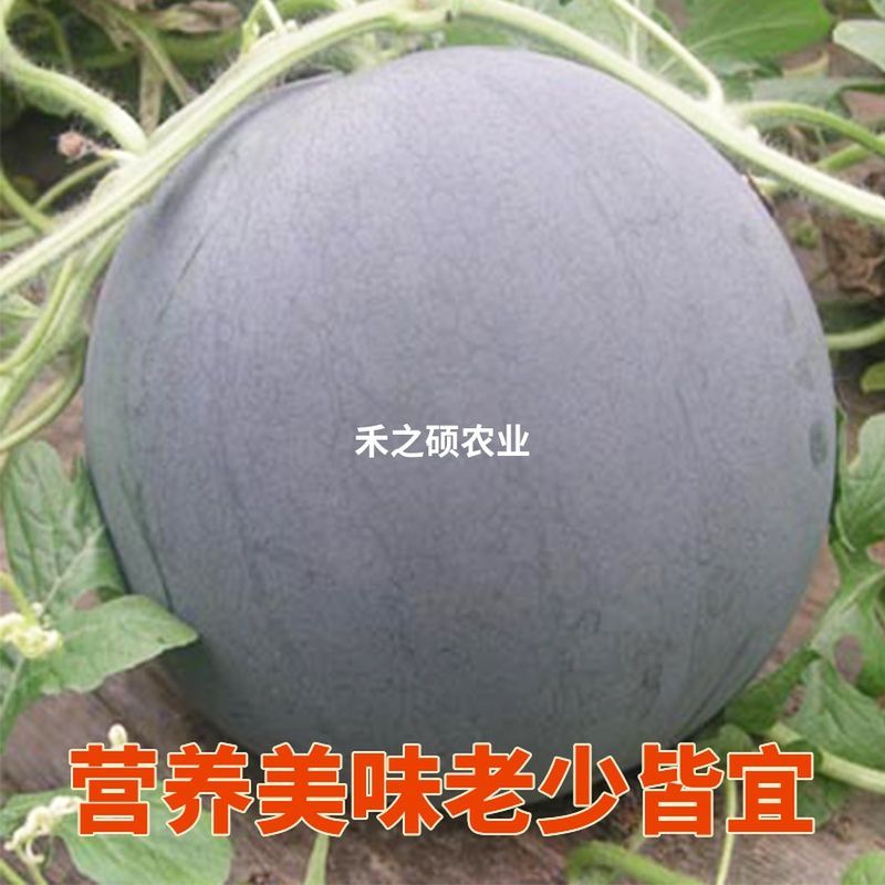 黑皮无籽西瓜产地大量供应中，爆汁纯甜，电商团购市场对接