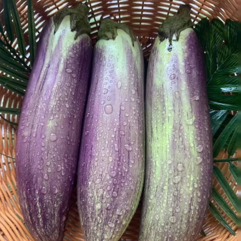 冰川茄子