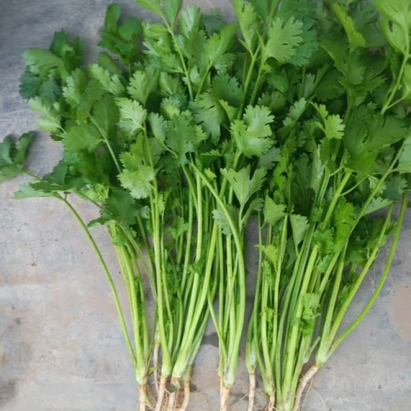现挖大叶香菜